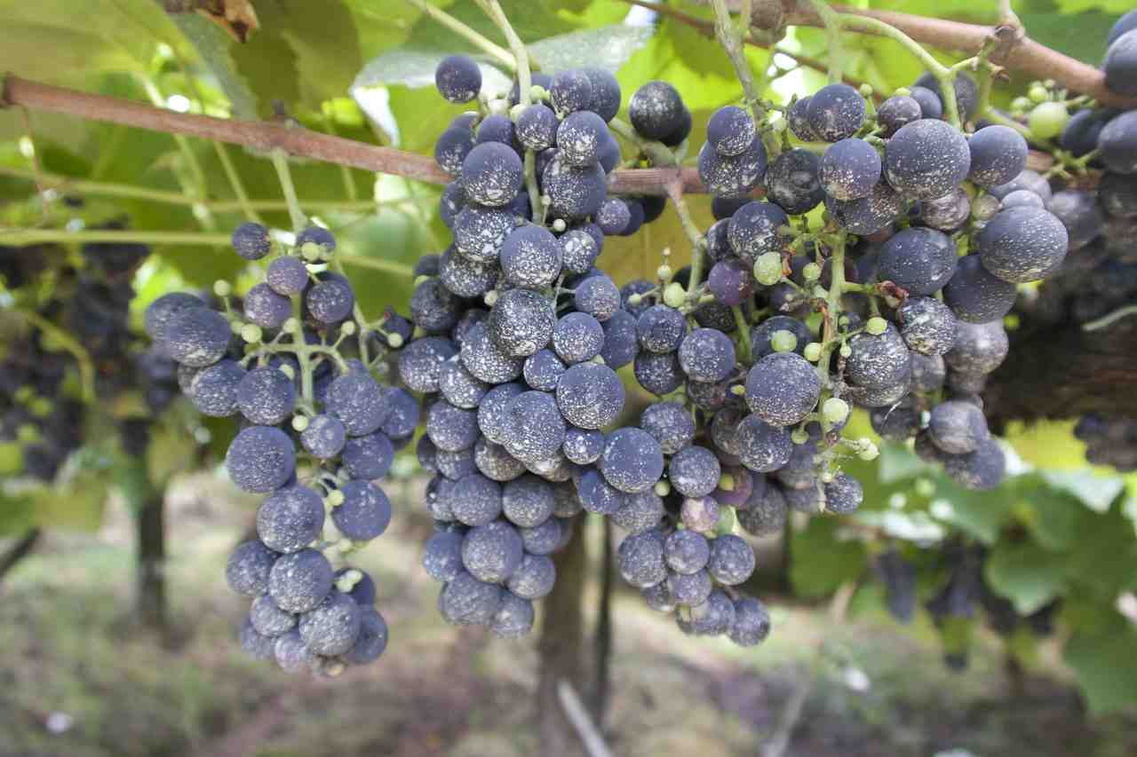 raisins, vignoble, établissement vinicole